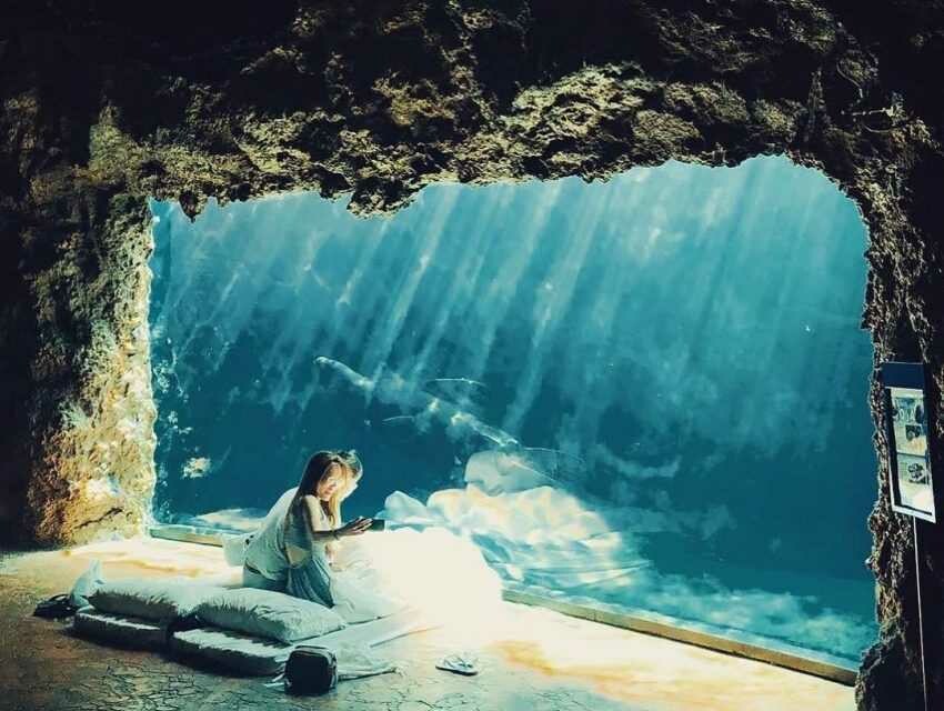 遠雄海洋公園｜夜宿水族館