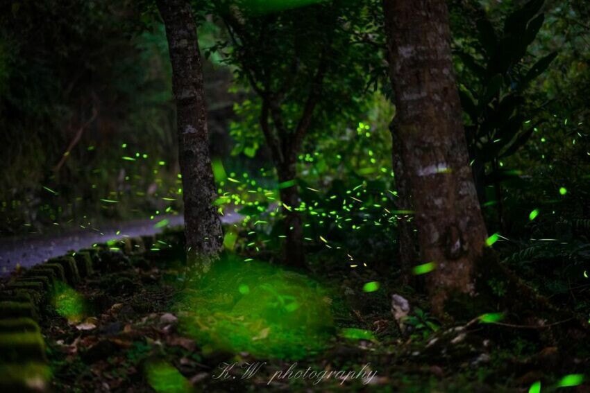 花蓮鯉魚潭 螢火蟲季