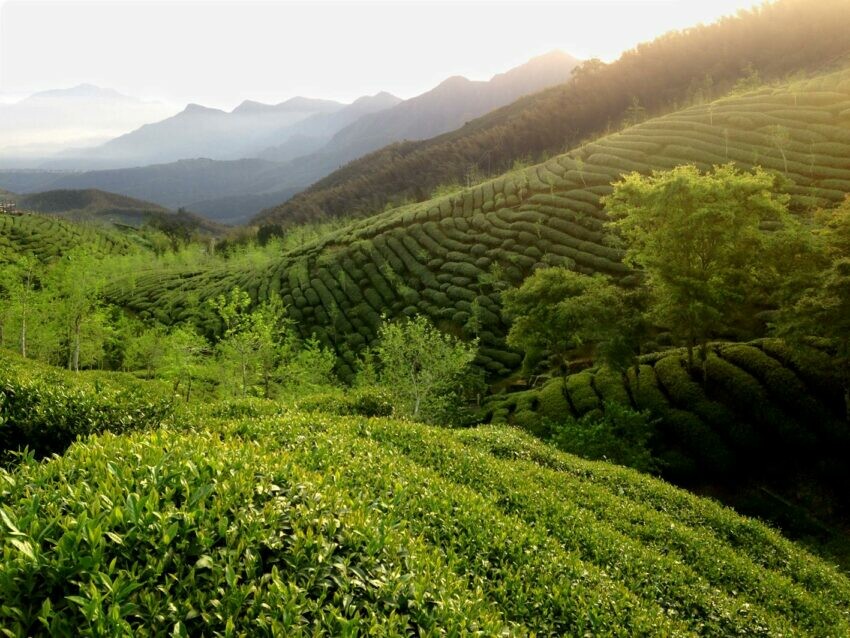 遊山茶訪、東門捷運站、永康街、東門、遊山茶訪永康店、茶坊、台北喝茶、台北茶館、茶館、茶葉、台北 下午 茶、茶室、喝茶、茶店、茶藝館、茶屋、台灣特色、台北伴手禮、台灣伴手禮、台灣名產、台北名產、伴手禮推薦、永康 美食、東門 美食、永康 街、永康街 美食、東門美食、東門 站 美食、永康美食、永康商圈