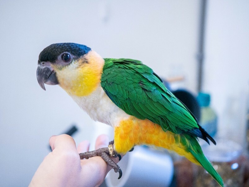 【金工】Mixgene混合基因,台北大稻程鍛敲黃銅戒指金工體驗