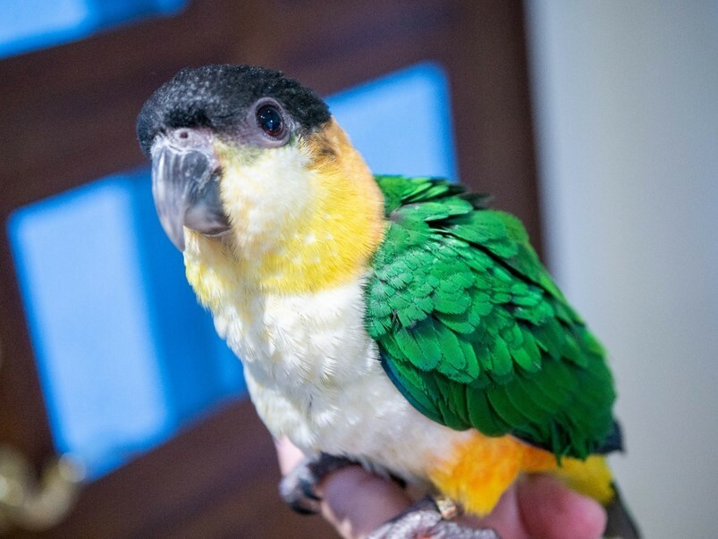 【金工】Mixgene混合基因,台北大稻程鍛敲黃銅戒指金工體驗