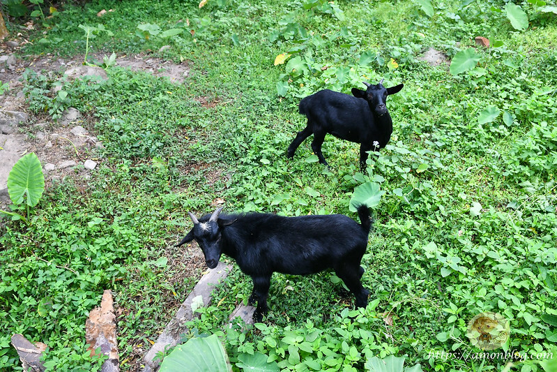 2022台灣咖啡節|雲林古坑最潮夜間咖啡節,巨無霸乖乖初登場、夜間星空咖啡市集、露營風音樂party