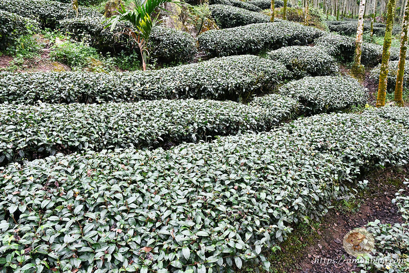 2022台灣咖啡節|雲林古坑最潮夜間咖啡節,巨無霸乖乖初登場、夜間星空咖啡市集、露營風音樂party