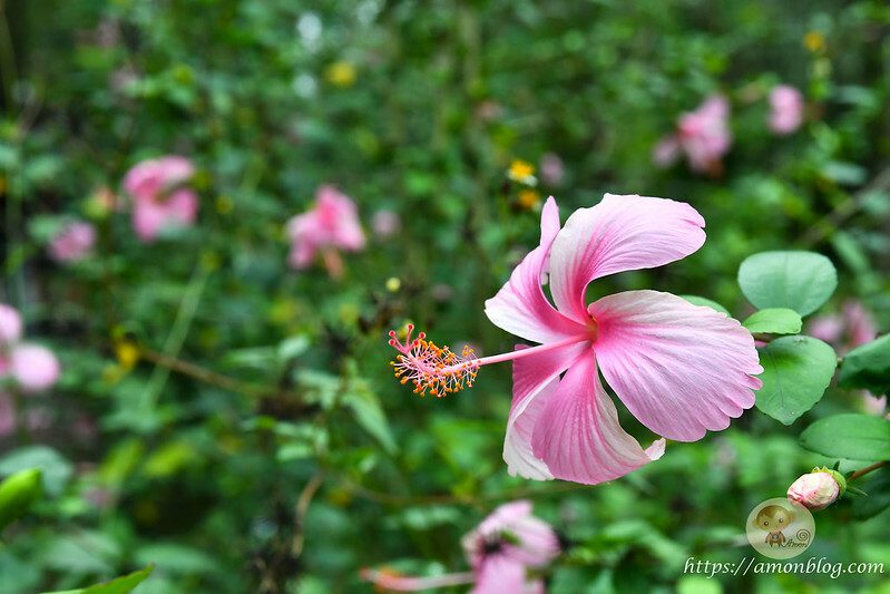 2022台灣咖啡節|雲林古坑最潮夜間咖啡節,巨無霸乖乖初登場、夜間星空咖啡市集、露營風音樂party