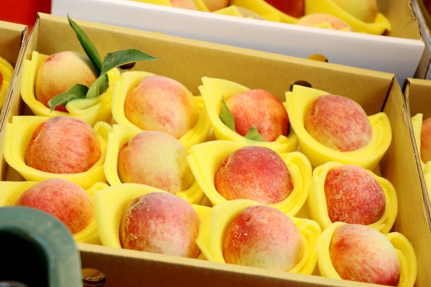 桃園復興區一日遊二日遊行程.親子旅遊景點/美食/住宿總整理.復興三好帶你暢遊桃園復興區