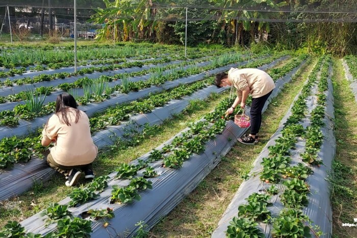 推薦高雄旅遊景點必買必逛 – 詩舒曼美學館 / 3D藝術彩繪天台