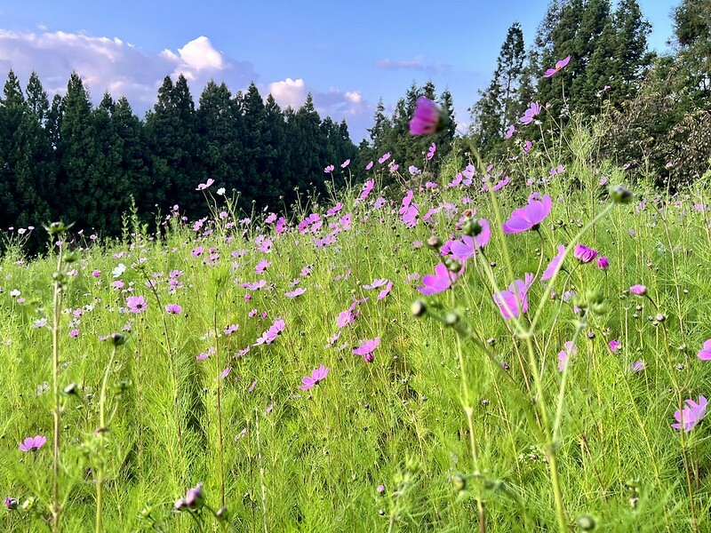 【台灣，台中市，和平區】遠的要命的農場～福壽山農場FushoushanFarm。（台中旅遊/台中景點/台中購物節）