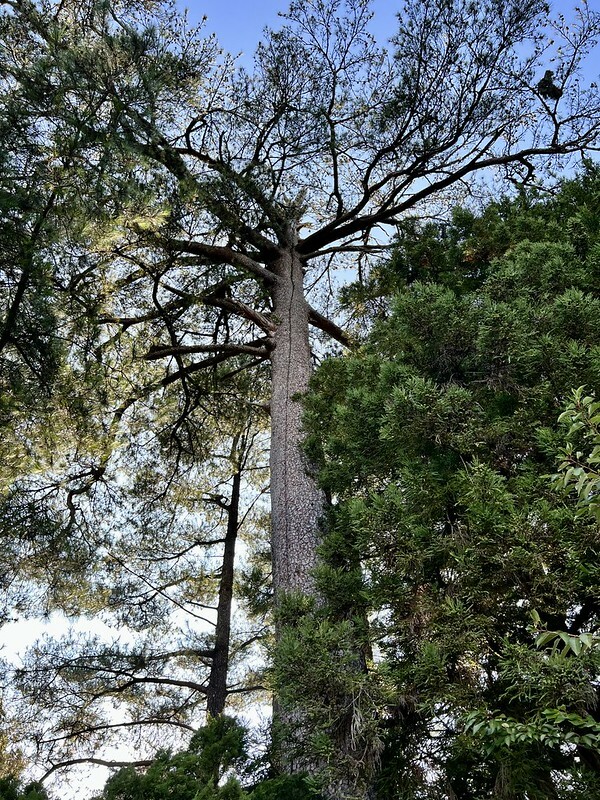 【台灣，台中市，和平區】遠的要命的農場～福壽山農場FushoushanFarm。（台中旅遊/台中景點/台中購物節）