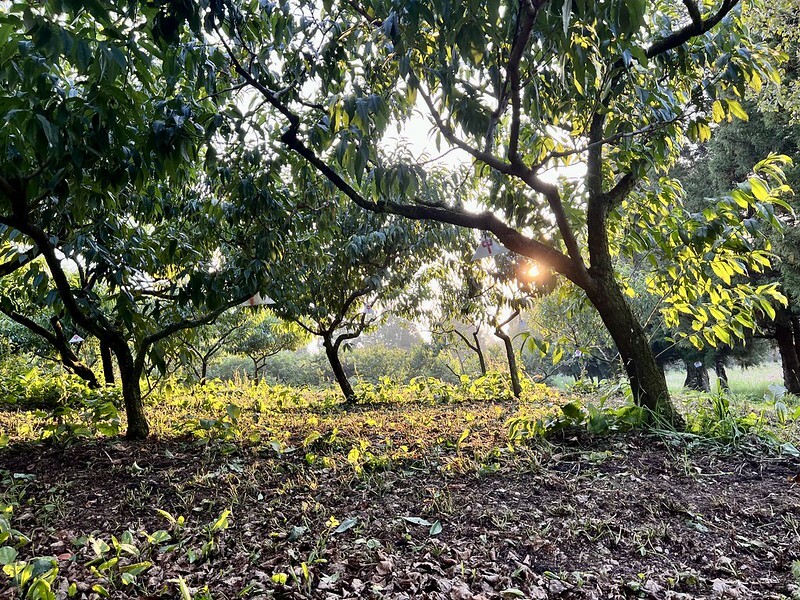 【台灣，台中市，和平區】遠的要命的農場～福壽山農場FushoushanFarm。（台中旅遊/台中景點/台中購物節）