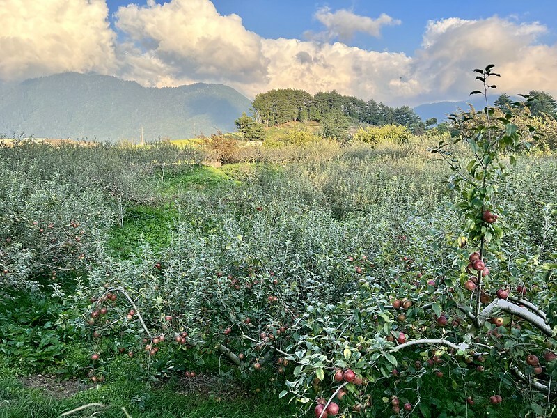 【台灣，台中市，和平區】遠的要命的農場～福壽山農場FushoushanFarm。（台中旅遊/台中景點/台中購物節）