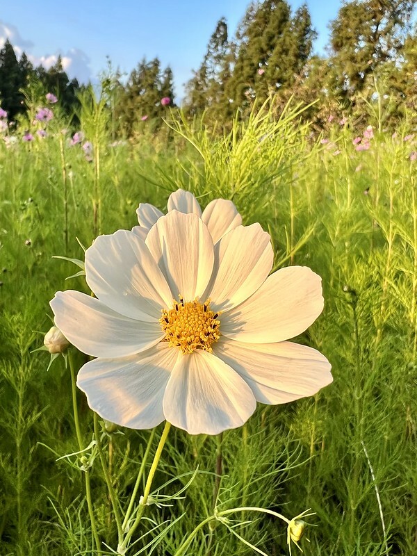 【台灣，台中市，和平區】遠的要命的農場～福壽山農場FushoushanFarm。（台中旅遊/台中景點/台中購物節）
