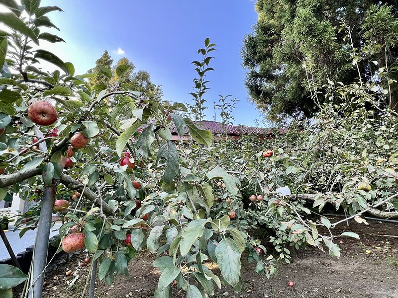【台灣，台中市，和平區】遠的要命的農場～福壽山農場FushoushanFarm。（台中旅遊/台中景點/台中購物節）