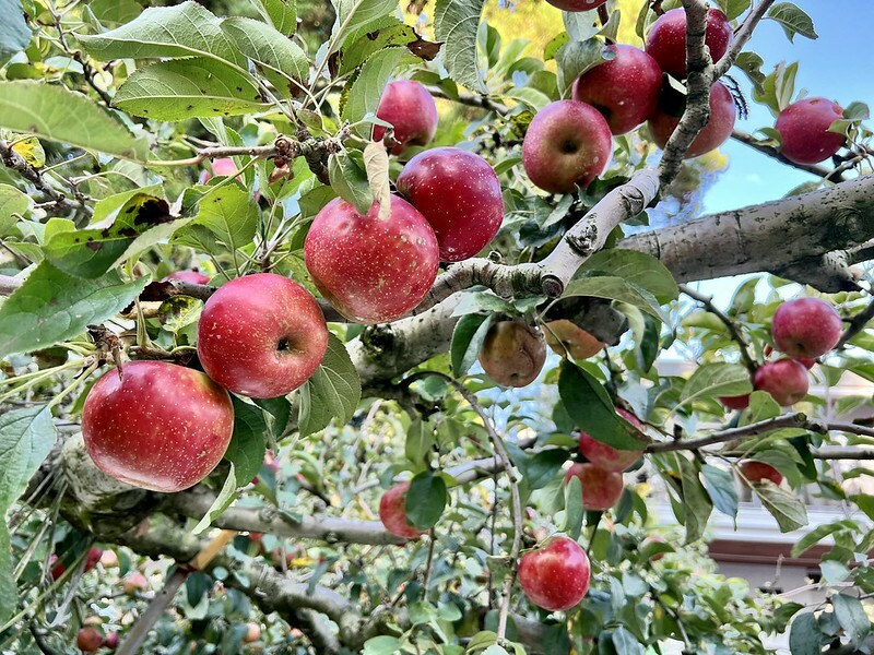 【台灣，台中市，和平區】遠的要命的農場～福壽山農場FushoushanFarm。（台中旅遊/台中景點/台中購物節）