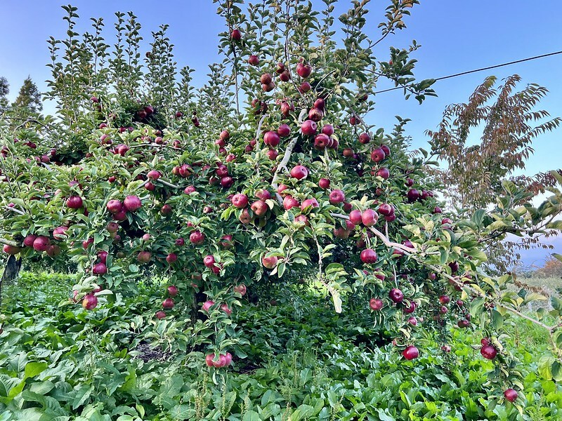 【台灣，台中市，和平區】遠的要命的農場～福壽山農場FushoushanFarm。（台中旅遊/台中景點/台中購物節）