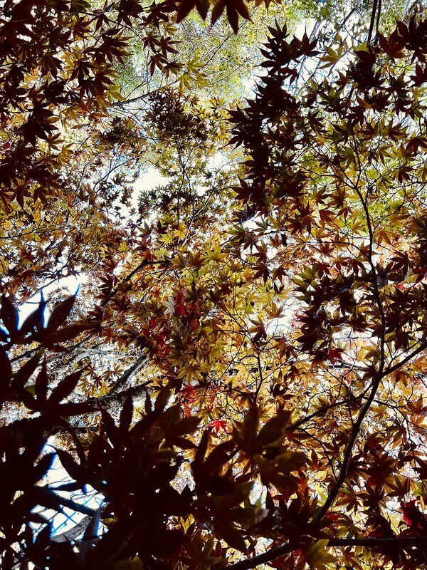 【台灣，台中市，和平區】遠的要命的農場～福壽山農場FushoushanFarm。（台中旅遊/台中景點/台中購物節）