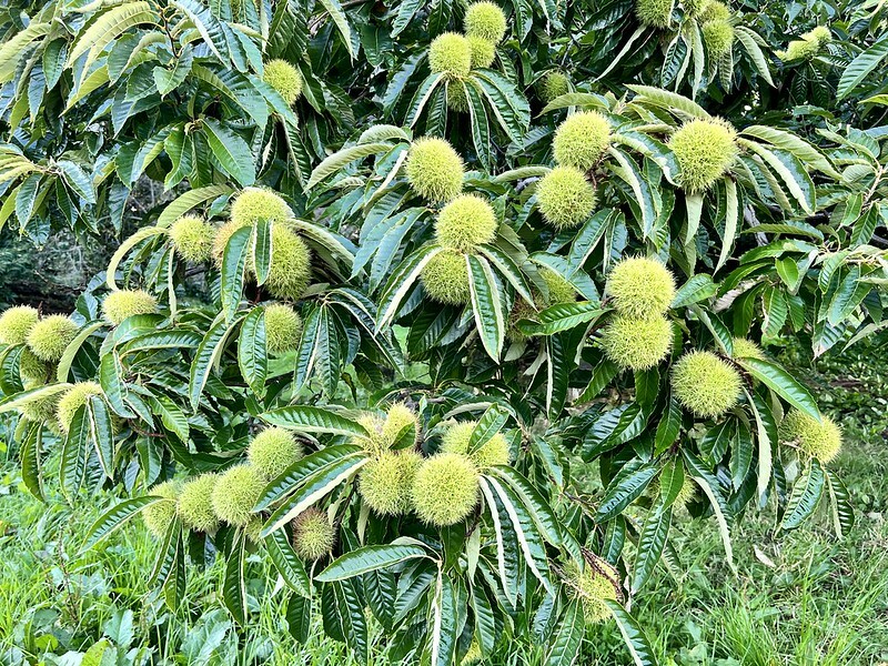 【台灣，台中市，和平區】遠的要命的農場～福壽山農場FushoushanFarm。（台中旅遊/台中景點/台中購物節）