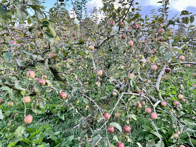 【台灣，台中市，和平區】遠的要命的農場～福壽山農場FushoushanFarm。（台中旅遊/台中景點/台中購物節）
