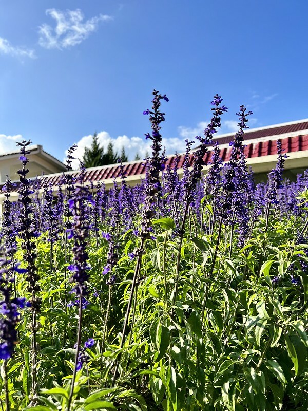 【台灣，台中市，和平區】遠的要命的農場～福壽山農場FushoushanFarm。（台中旅遊/台中景點/台中購物節）