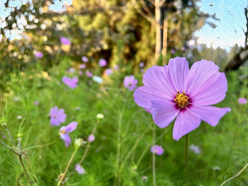 【台灣，台中市，和平區】遠的要命的農場～福壽山農場FushoushanFarm。（台中旅遊/台中景點/台中購物節）