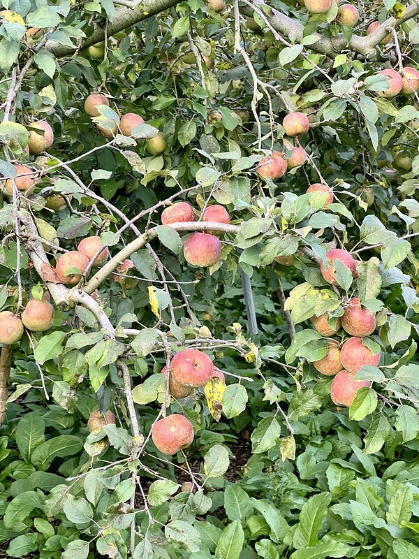 【台灣，台中市，和平區】遠的要命的農場～福壽山農場FushoushanFarm。（台中旅遊/台中景點/台中購物節）