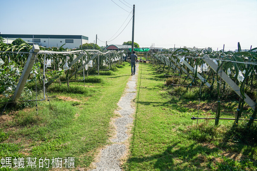 妞妞果園 | 青農帶路農遊趣，阿瑋米香、晨照溫室，火龍果盆栽。 - 螞蟻幫的櫥櫃
