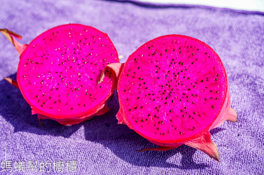 妞妞果園 | 青農帶路農遊趣，阿瑋米香、晨照溫室，火龍果盆栽。 - 螞蟻幫的櫥櫃