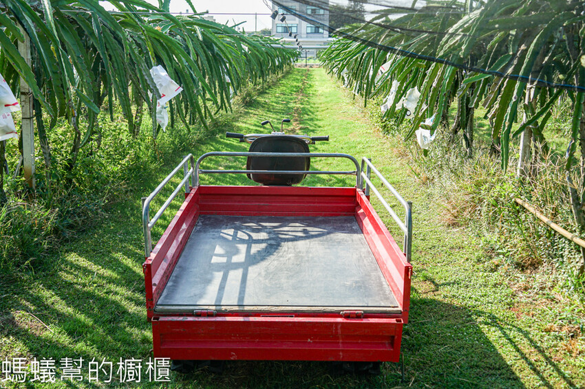 妞妞果園 | 青農帶路農遊趣，阿瑋米香、晨照溫室，火龍果盆栽。 - 螞蟻幫的櫥櫃