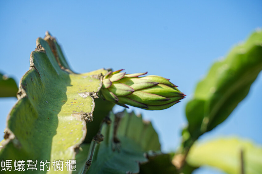 妞妞果園 | 青農帶路農遊趣，阿瑋米香、晨照溫室，火龍果盆栽。 - 螞蟻幫的櫥櫃