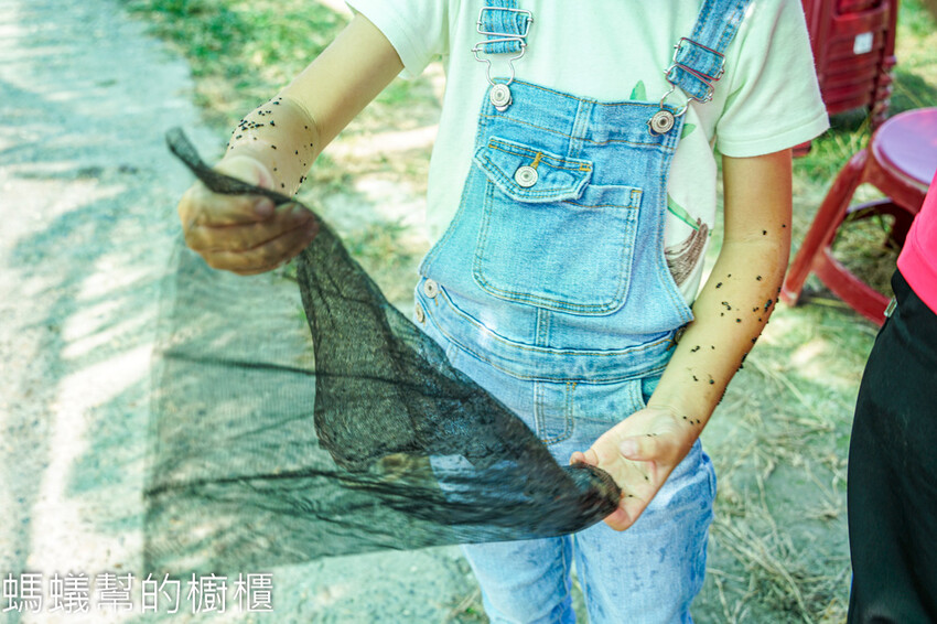 妞妞果園 | 青農帶路農遊趣，阿瑋米香、晨照溫室，火龍果盆栽。 - 螞蟻幫的櫥櫃