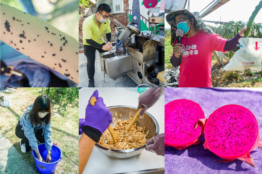 妞妞果園 | 青農帶路農遊趣，阿瑋米香、晨照溫室，火龍果盆栽。 - 螞蟻幫的櫥櫃