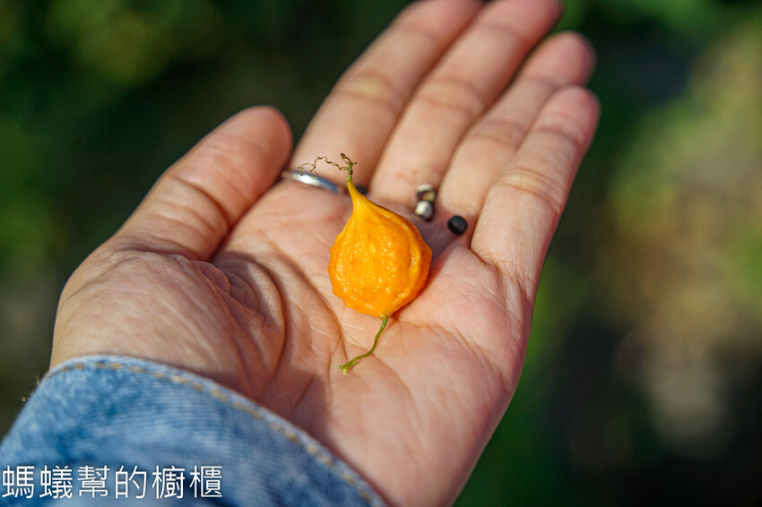 妞妞果園 | 青農帶路農遊趣，阿瑋米香、晨照溫室，火龍果盆栽。 - 螞蟻幫的櫥櫃