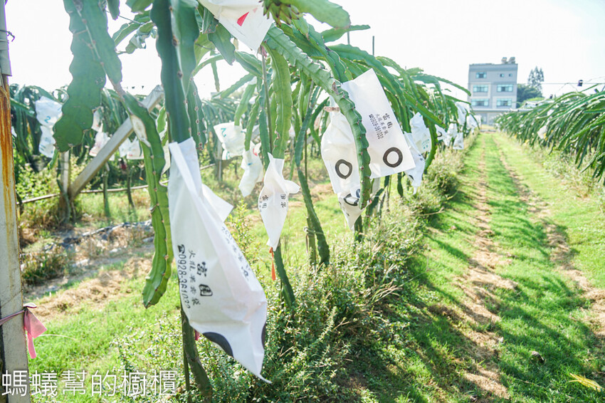 妞妞果園 | 青農帶路農遊趣，阿瑋米香、晨照溫室，火龍果盆栽。 - 螞蟻幫的櫥櫃