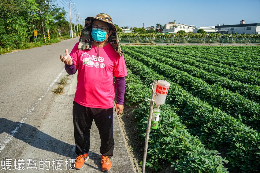 妞妞果園 | 青農帶路農遊趣，阿瑋米香、晨照溫室，火龍果盆栽。 - 螞蟻幫的櫥櫃