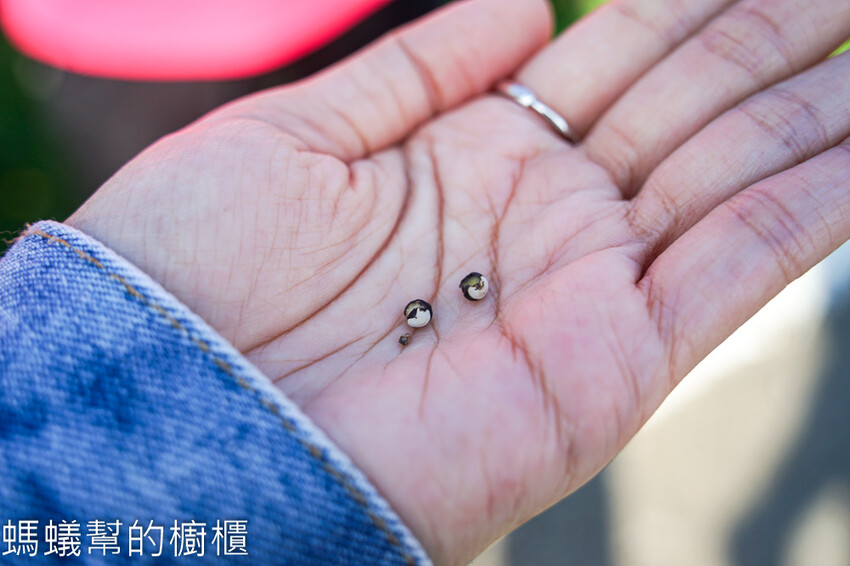 妞妞果園 | 青農帶路農遊趣，阿瑋米香、晨照溫室，火龍果盆栽。 - 螞蟻幫的櫥櫃