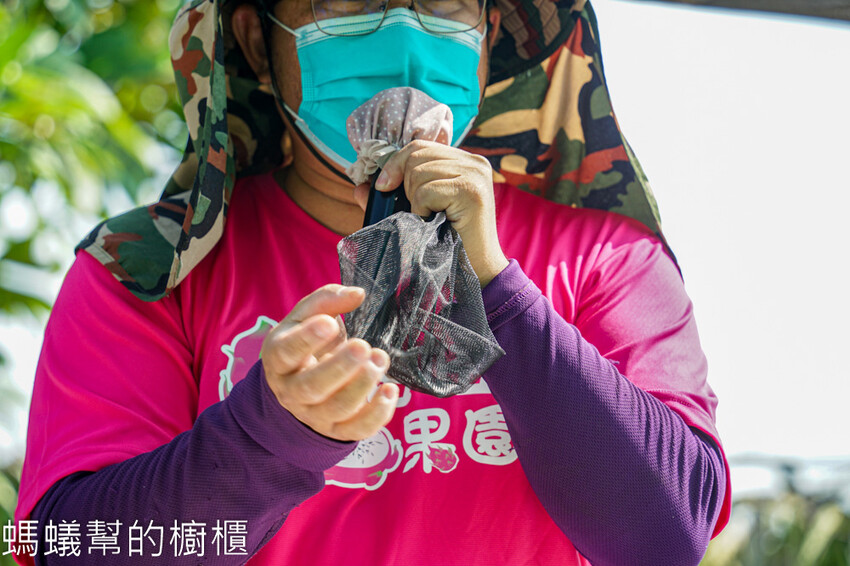 妞妞果園 | 青農帶路農遊趣，阿瑋米香、晨照溫室，火龍果盆栽。 - 螞蟻幫的櫥櫃