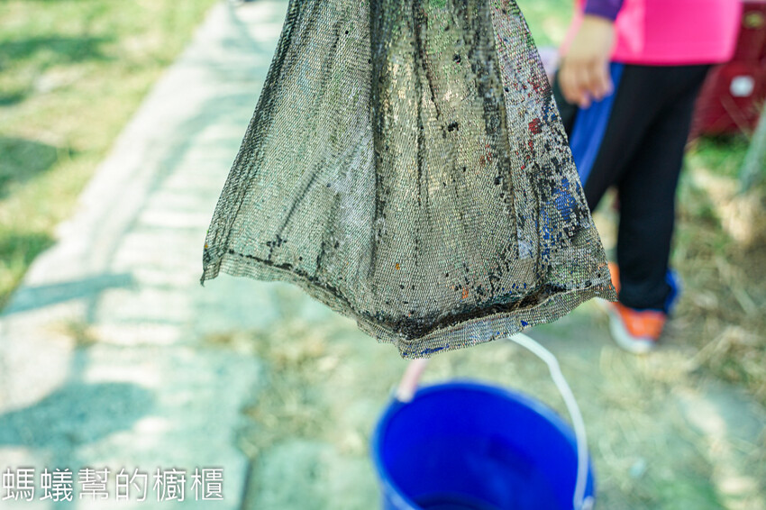 妞妞果園 | 青農帶路農遊趣，阿瑋米香、晨照溫室，火龍果盆栽。 - 螞蟻幫的櫥櫃