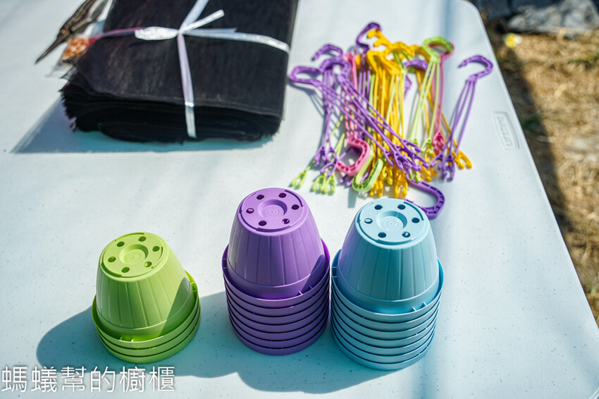 妞妞果園 | 青農帶路農遊趣，阿瑋米香、晨照溫室，火龍果盆栽。 - 螞蟻幫的櫥櫃