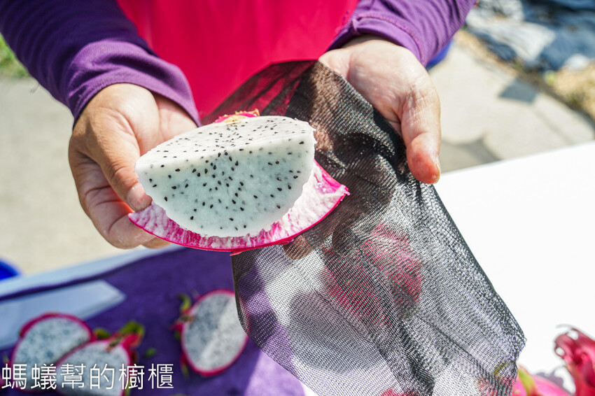 妞妞果園 | 青農帶路農遊趣，阿瑋米香、晨照溫室，火龍果盆栽。 - 螞蟻幫的櫥櫃