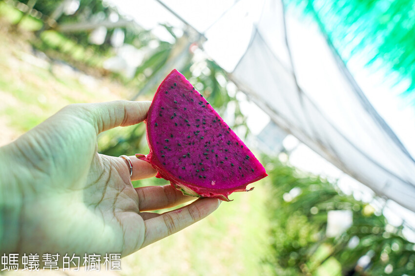 妞妞果園 | 青農帶路農遊趣，阿瑋米香、晨照溫室，火龍果盆栽。 - 螞蟻幫的櫥櫃