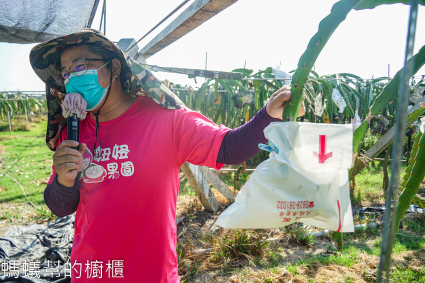 妞妞果園 | 青農帶路農遊趣，阿瑋米香、晨照溫室，火龍果盆栽。 - 螞蟻幫的櫥櫃