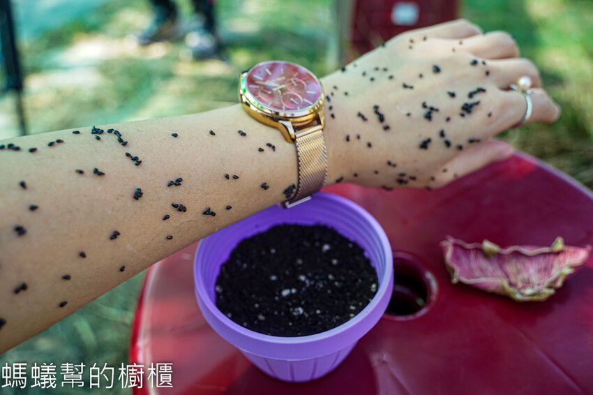 妞妞果園 | 青農帶路農遊趣，阿瑋米香、晨照溫室，火龍果盆栽。 - 螞蟻幫的櫥櫃