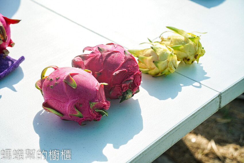 妞妞果園 | 青農帶路農遊趣，阿瑋米香、晨照溫室，火龍果盆栽。 - 螞蟻幫的櫥櫃