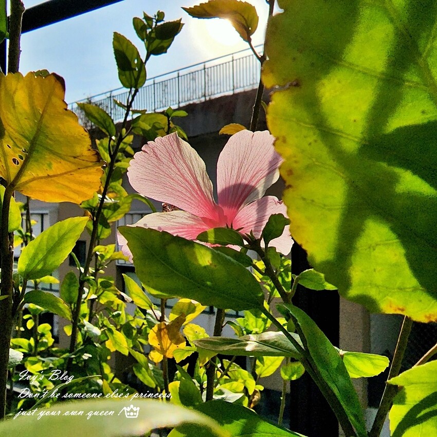 台南//中西區//南埕衖事~巷弄裡的老故事 這裡賣的是冰淇淋