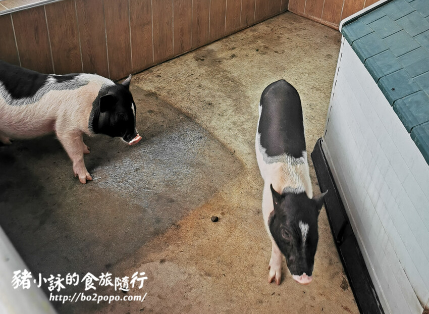 嘉義。民雄》三隻小豬觀光農場。有童話世界場景又有小動物的親子農場