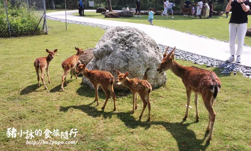 嘉義。番路》逐鹿文創園區+觸口遊客中心。梅花鹿餵食。鄒族歌舞表演