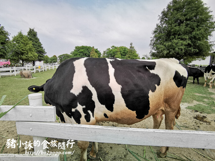 雲林。崙背》千巧谷牛樂園牧場。可愛擔當又免門票的親子農場