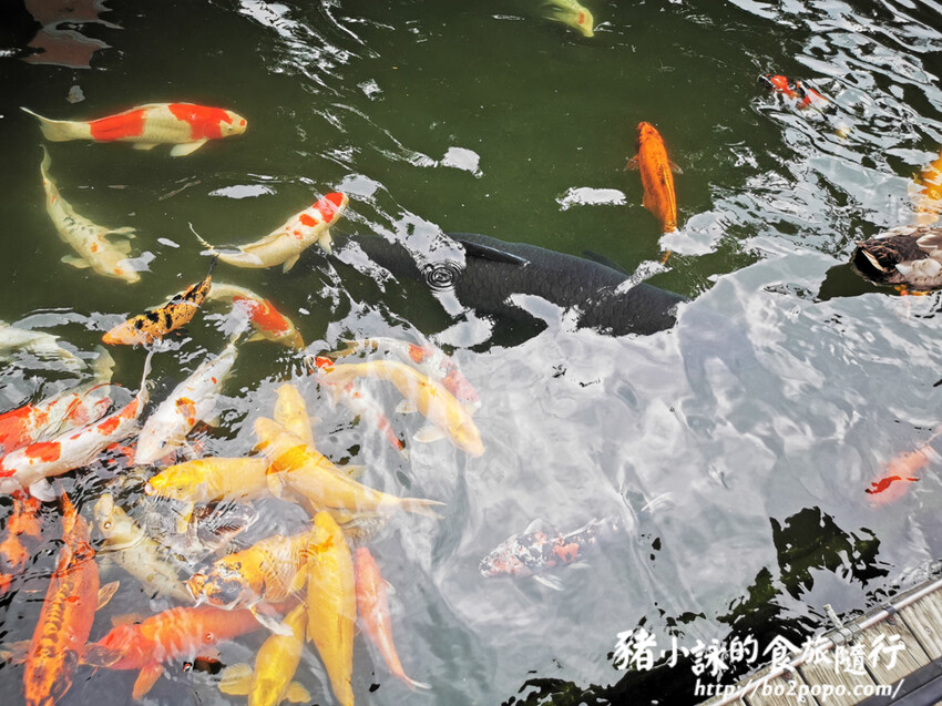 雲林。崙背》千巧谷牛樂園牧場。可愛擔當又免門票的親子農場
