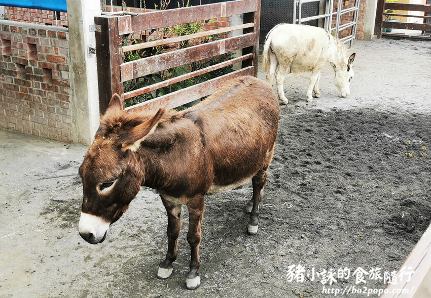 嘉義。民雄》三隻小豬觀光農場。有童話世界場景又有小動物的親子農場