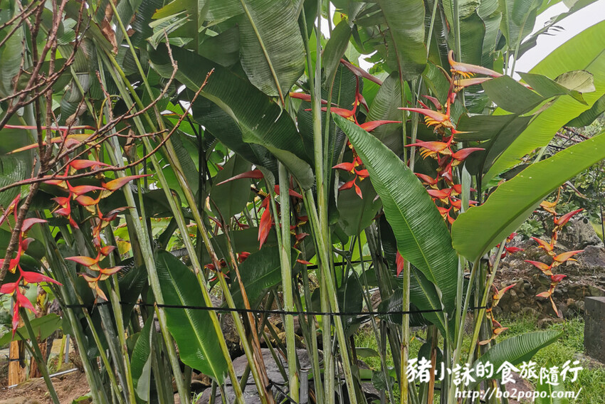 南投。集集》jijibanana集元果。香蕉主題觀光工廠