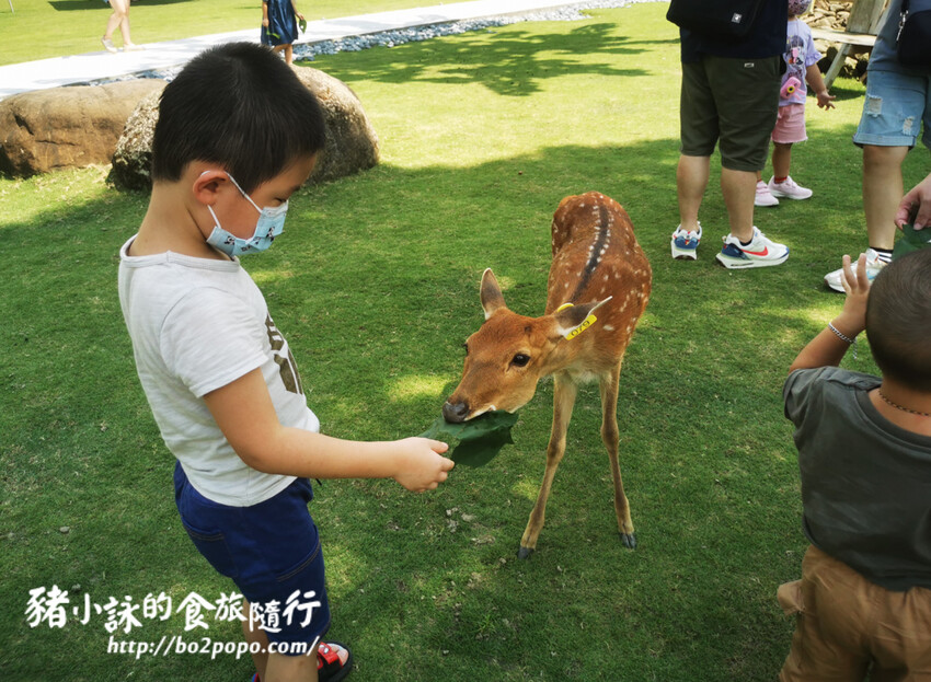 嘉義。番路》逐鹿文創園區+觸口遊客中心。梅花鹿餵食。鄒族歌舞表演